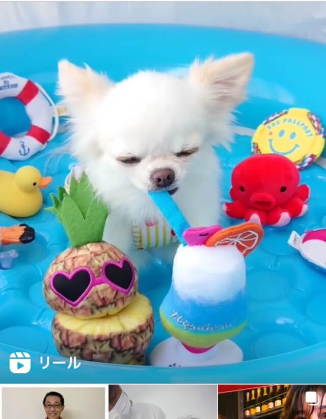 インスタグラム「リール」子犬の動画
